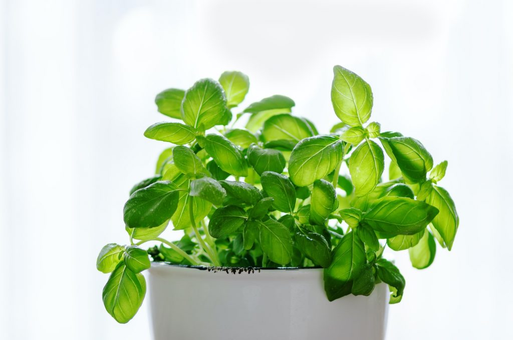 Fresh basilic in pot, herb with water drops and sunlight on white background. Macro. Close up. Copy